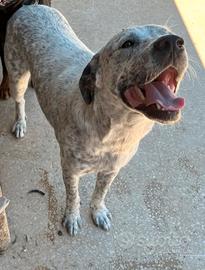 Cane corso maremmano