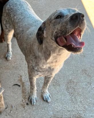 Cane corso maremmano