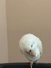 Parochetto monaco albino