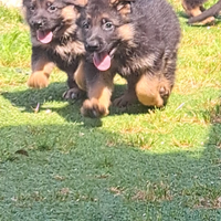Cuccioli pastore tedesco lonato del garda
