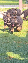 Cuccioli pastore tedesco lonato del garda