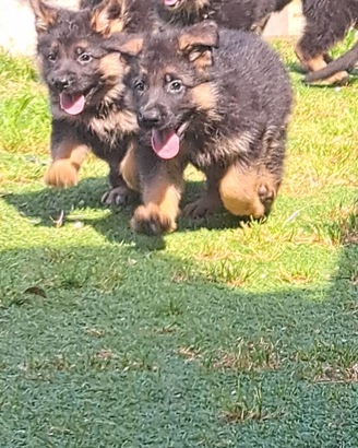 Cuccioli pastore tedesco lonato del garda