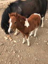Pony femmina