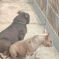 American bully pocket