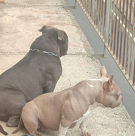 American bully pocket