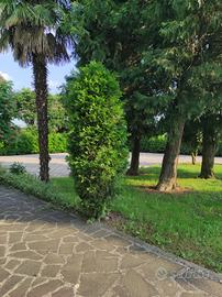 Giardino per feste di compleanno e grigliate