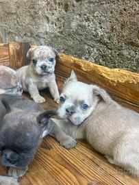 Cuccioli bulldog francese colorazione esotica