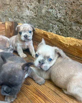 Cuccioli bulldog francese colorazione esotica