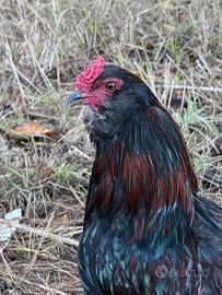 Gallo auracana 5 mesi