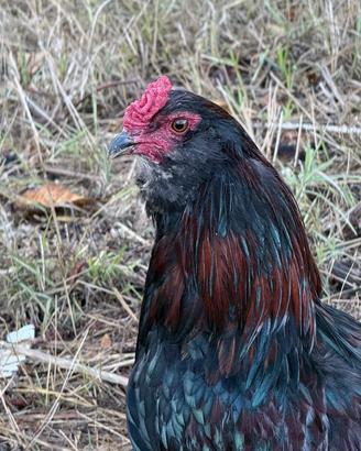 Gallo auracana 5 mesi