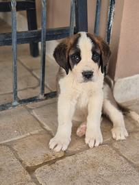 Cucciolata san bernardo