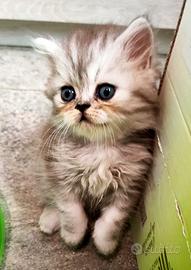 cuccioli Persiani