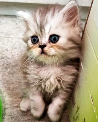 cuccioli Persiani