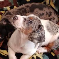Bassotti piebald taglia piccola