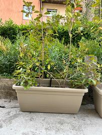 8 vasi da 100cm con photinia red