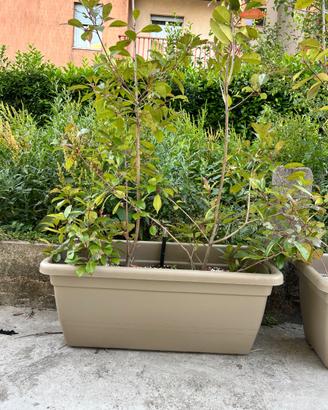 8 vasi da 100cm con photinia red