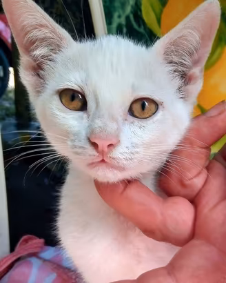 Gattini bianchi oppure neri