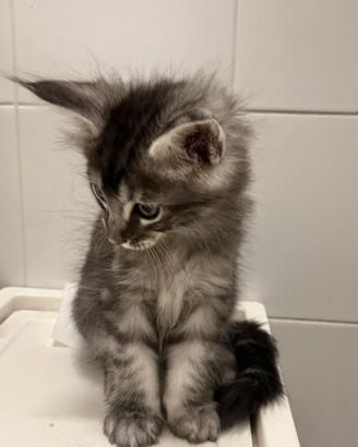 Maine coon maschio