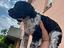 Immagine 3