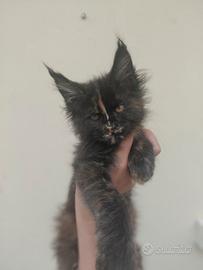 Maine coon