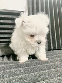 Maltese mini mini cuccioli