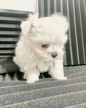 Maltese mini mini cuccioli