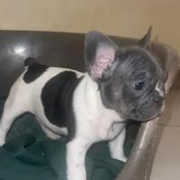 Cuccioli bulldog francese