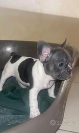 Cuccioli bulldog francese
