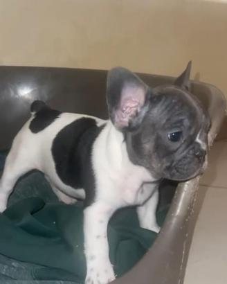 Cuccioli bulldog francese