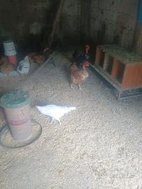 Galline ovaiole e da carne