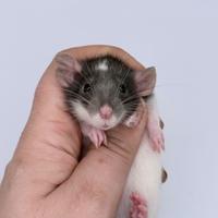 Cuccioli ratto domestico da compagnia selezionati