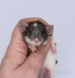 Piccoli roditori #topi #roditori