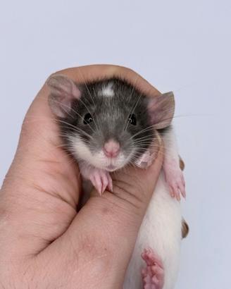 Cuccioli ratto domestico da compagnia selezionati