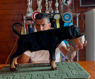 Cucciolo dobermann