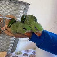 Pappagallo Baby Grande Alessandrino