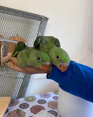 Pappagallo Baby Grande Alessandrino