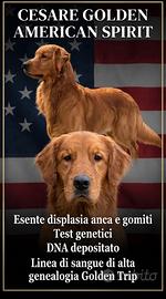 Golden retriever per monta