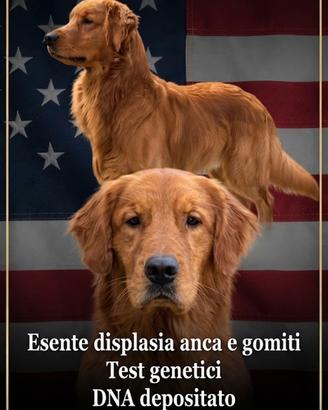 Golden retriever per monta
