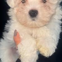 Maltese