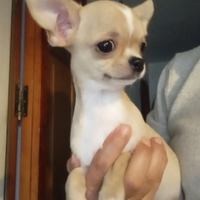 Chihuahua maschietto