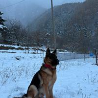 Monta pastore tedesco