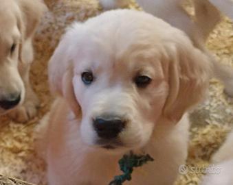 Cuccioli Golden retriever - allevamento amatoriale