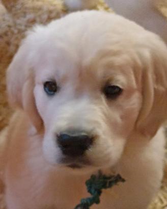 Cuccioli Golden retriever - allevamento amatoriale