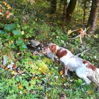Setter inglese disponibile per monta