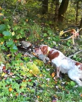 Setter inglese disponibile per monta
