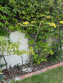 Albero di kapok albero di lana di seta