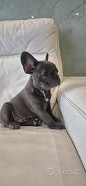 Cuccioli Bulldog Francese Grigio/Blu