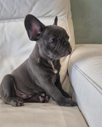 Cuccioli Bulldog Francese Grigio/Blu