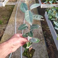 piante di eleagnus ebbingei