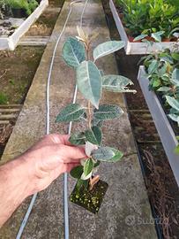 piante di eleagnus ebbingei